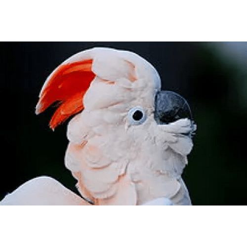 鮭色鳳頭鸚鵡