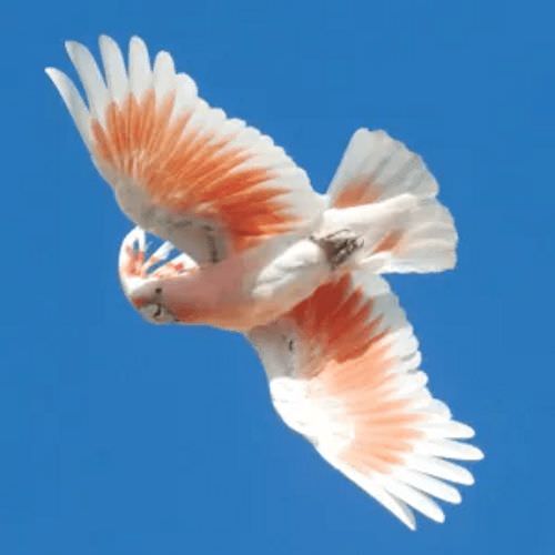 米切氏鳳頭鸚鵡像老鷹飛翔，振翅高飛