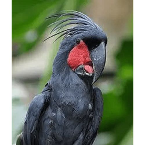 棕櫚鳳頭鸚鵡