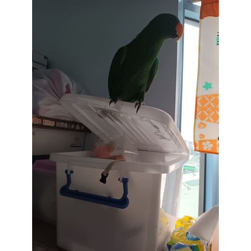 折衷鸚鵡站在收納箱上
