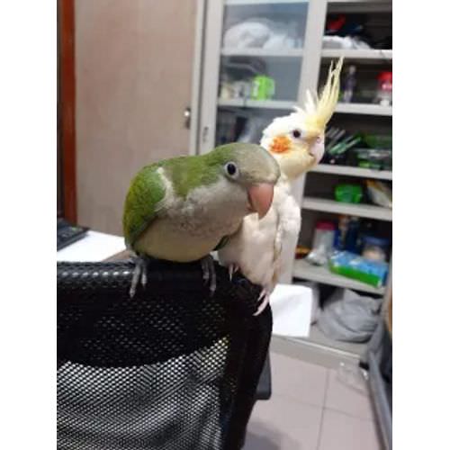 綠和尚鸚鵡站在電腦椅上面
