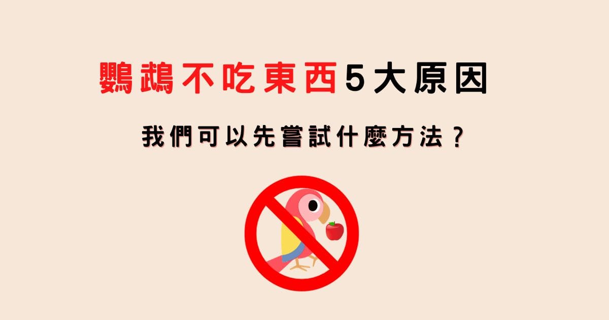 鸚鵡不吃東西5大原因；我們可以先嘗試什麼方法？