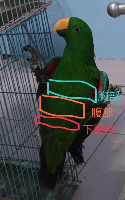 鸚鵡懷孕的特徵：胸部、腹部、下腹部