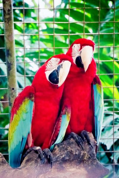 紅色的金剛鸚鵡情侶相依為命陪伴著對方，好甜蜜