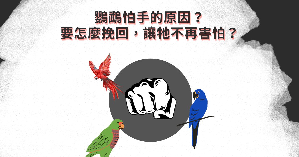 鸚鵡怕手的原因？要怎麼挽回，讓牠不再害怕？