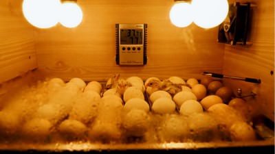 幼鳥剛從蛋裡面孵出來，在鸚鵡保溫箱裡面保暖