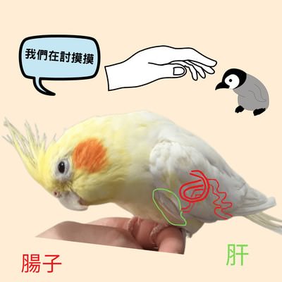 鸚鵡：腸子、肝