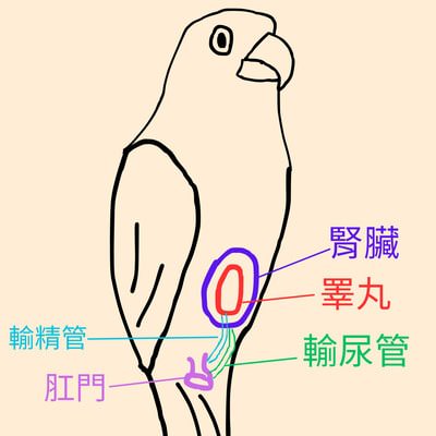 鸚鵡：腎臟、睪丸、輸尿管、輸精管、肛門